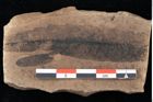Foto (Detailansicht) von Sphaeria podogonii Ettingshausen (NHMW-GEO-2024-0188-0049)